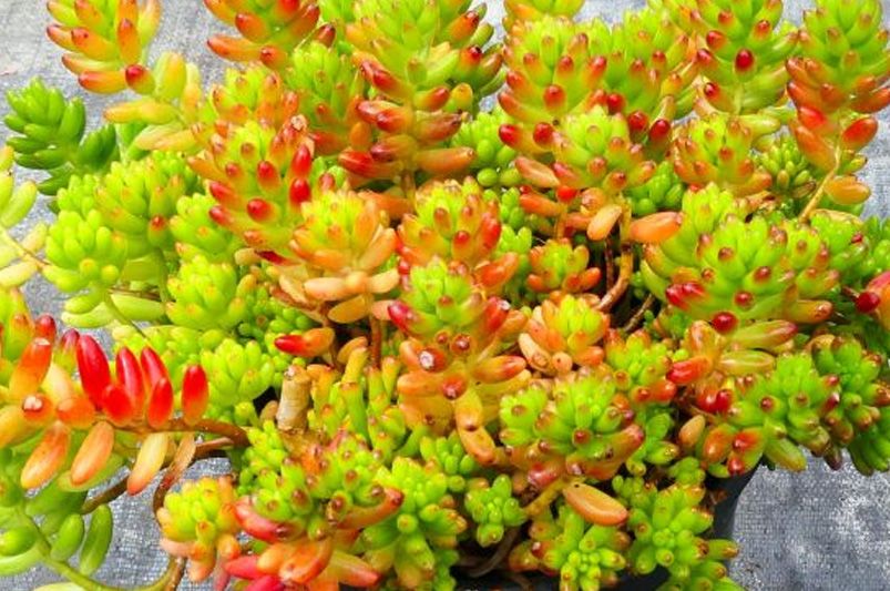 Fall Planting Guide for Perennials: How to Set Your Garden Up for Spring Success - Shrubhub