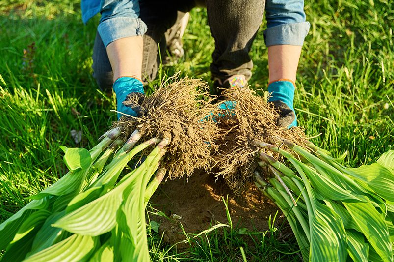 Fall Planting Guide for Perennials: How to Set Your Garden Up for Spring Success - Shrubhub