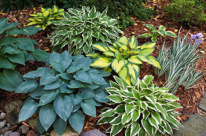 Fall Planting Guide for Perennials: How to Set Your Garden Up for Spring Success - Shrubhub
