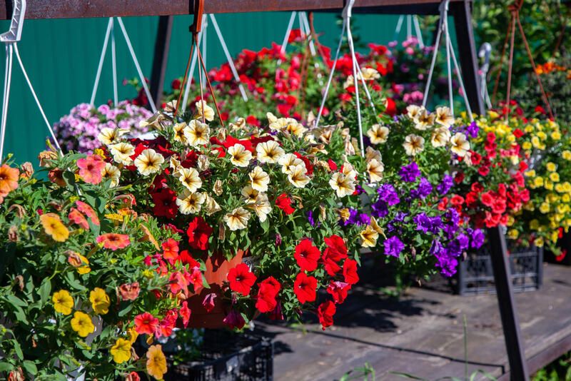 Planting Annual Flowers: Your Way to Brighten Up Your Yard - Shrubhub