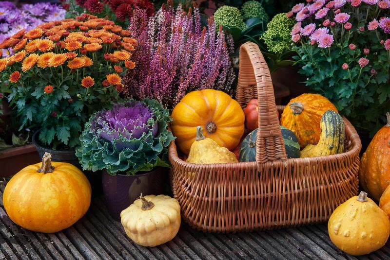 Autumn Planting Tips: Your Wished-for Summer Garden in the Making  - Shrubhub