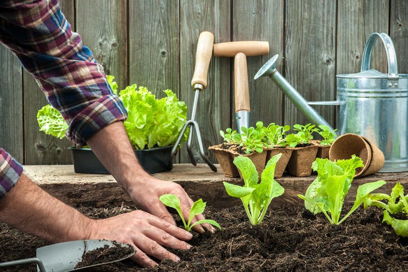 Autumn Planting Tips: Your Wished-for Summer Garden in the Making  - Shrubhub