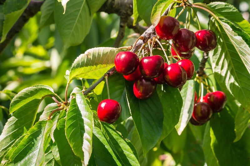 The Secret on How to Grow Fruit Trees & Strawberry Plants - Shrubhub