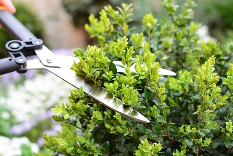 Spring Gardening Checklist: Ideas and Tips - Shrubhub