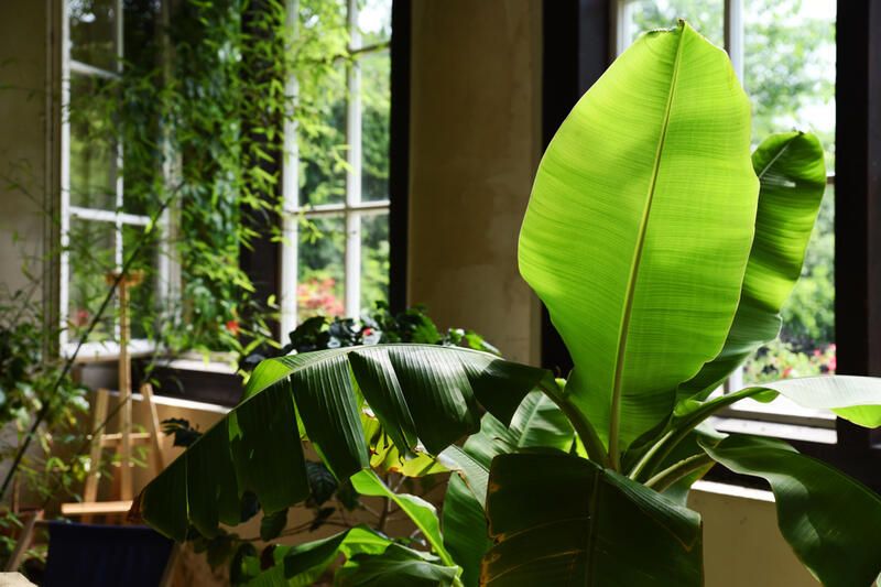 Bringing the Outdoors In: Your Indoor Garden Guide - Shrubhub