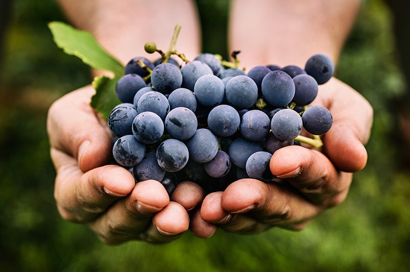 A Full Guide to Growing Grape Vines - Shrubhub