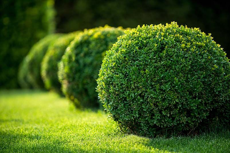 The Ultimate Guide to the Best 13+ Shrubs for Ornamental Hedges - Shrubhub