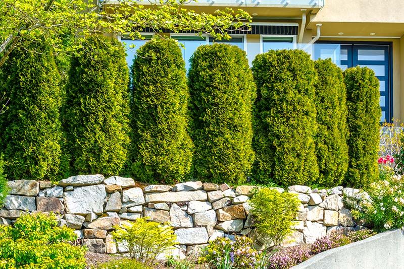 Your Guide to The Beauty and Functionality of Hedging Plants - Shrubhub