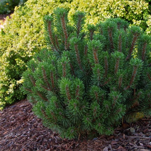 Shop The Slowmound Mugo Pine Shrubhub Nursery