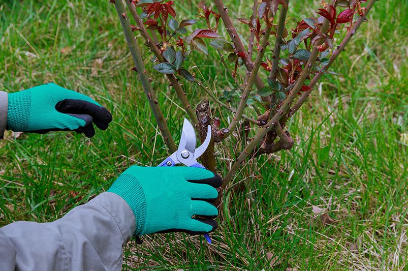 Fall Rose Pruning: Essential Guide for Blooming Gardens - Shrubhub