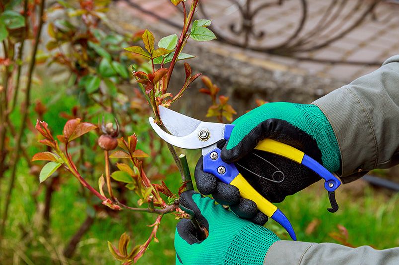 Fall Rose Pruning: Essential Guide for Blooming Gardens - Shrubhub