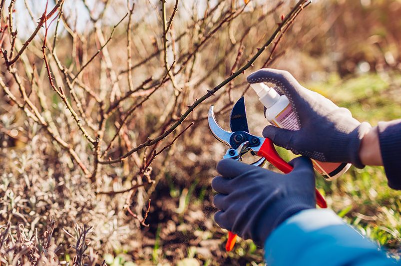 Fall Rose Pruning: Essential Guide for Blooming Gardens - Shrubhub