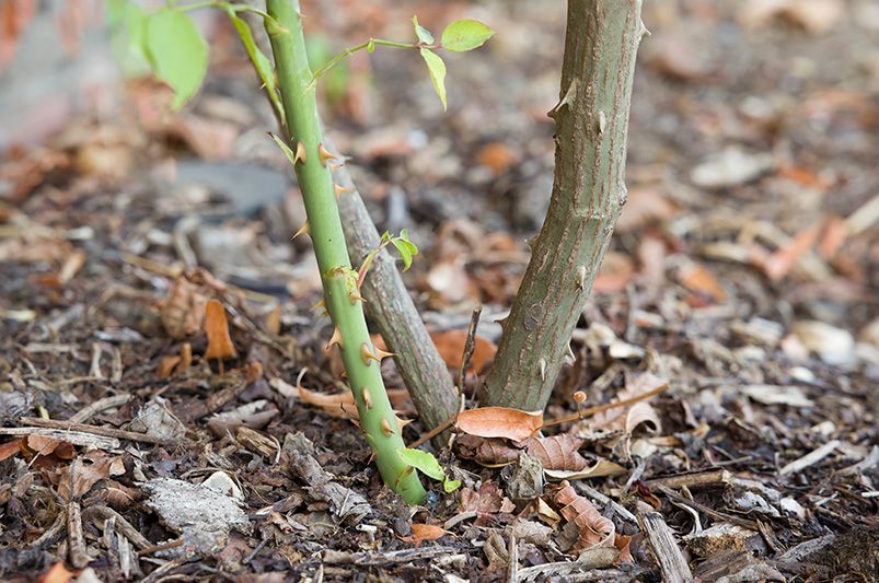 Fall Rose Pruning: Essential Guide for Blooming Gardens - Shrubhub