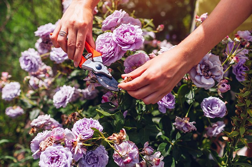 Fall Rose Pruning: Essential Guide for Blooming Gardens - Shrubhub