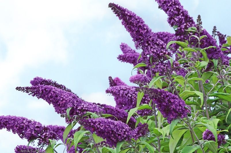 The Ultimate Guide to Buddleias: Plant, Grow, and Care - Shrubhub