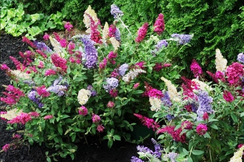 The Ultimate Guide to Buddleias: Plant, Grow, and Care - Shrubhub