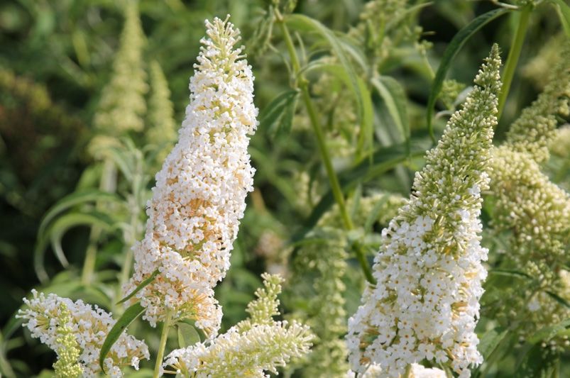 The Ultimate Guide to Buddleias: Plant, Grow, and Care - Shrubhub