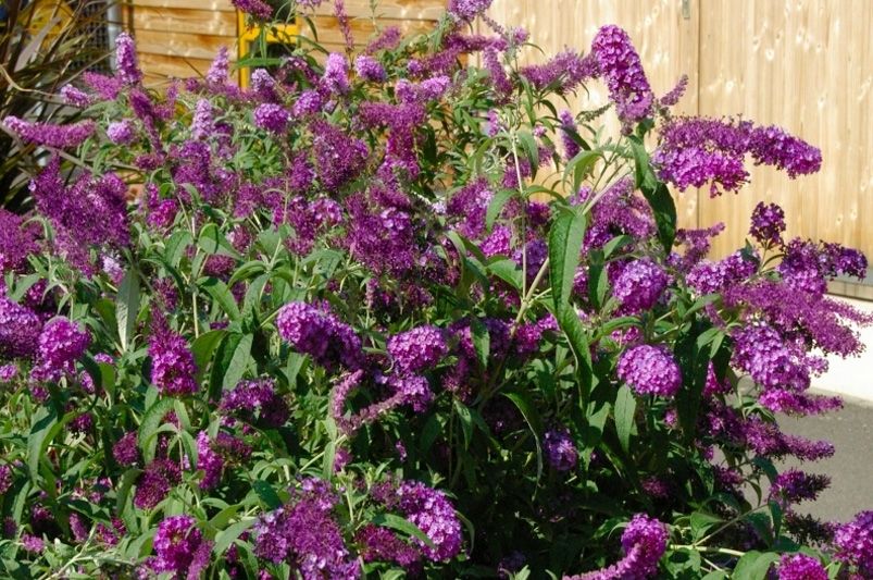 The Ultimate Guide to Buddleias: Plant, Grow, and Care - Shrubhub