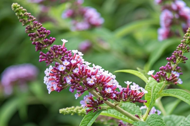 The Ultimate Guide to Buddleias: Plant, Grow, and Care - Shrubhub