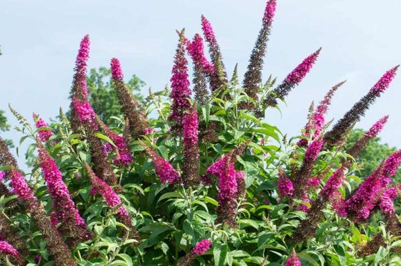 The Ultimate Guide to Buddleias: Plant, Grow, and Care - Shrubhub