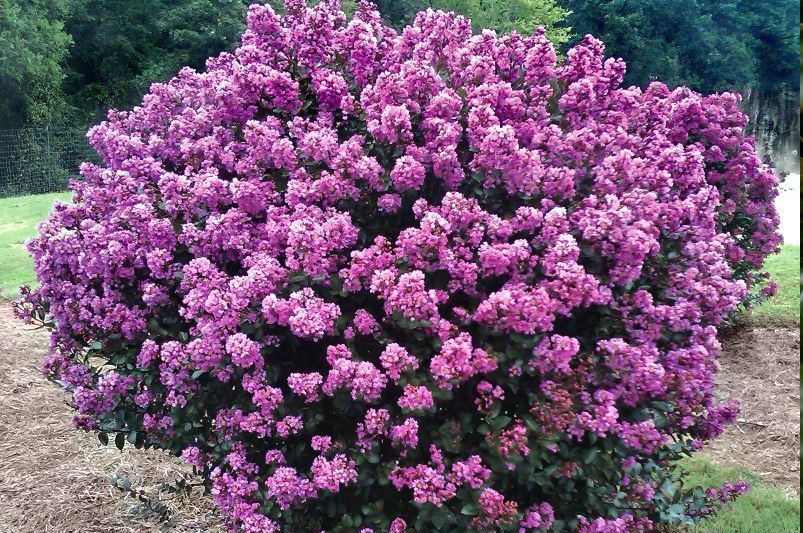 Enhance Your Yard with Ornamental Trees - Shrubhub