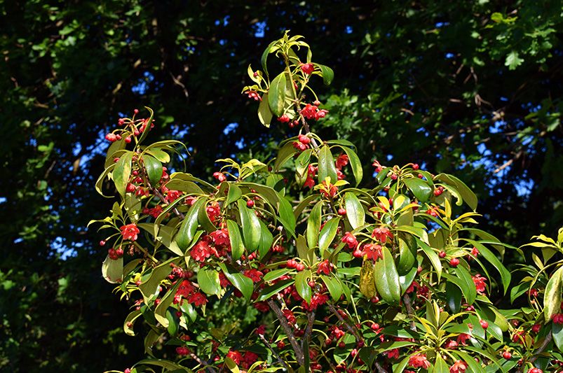 Enhance Your Yard with Ornamental Trees - Shrubhub