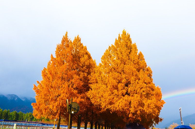 Enhance Your Yard with Ornamental Trees - Shrubhub