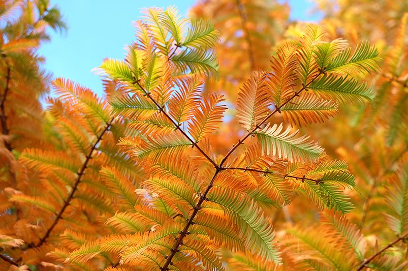 Enhance Your Yard with Ornamental Trees - Shrubhub