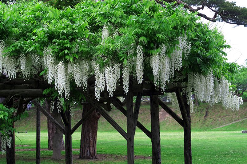 Enhance Your Yard with Ornamental Trees - Shrubhub