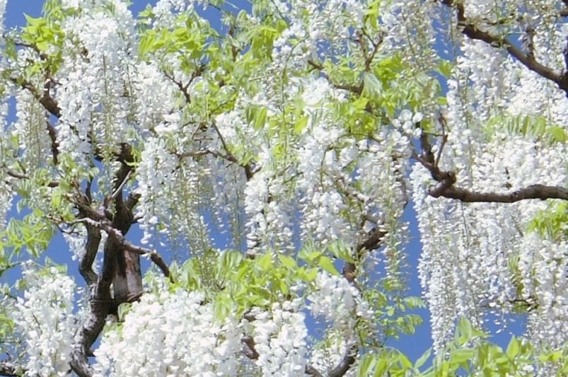 Enhance Your Yard with Ornamental Trees - Shrubhub