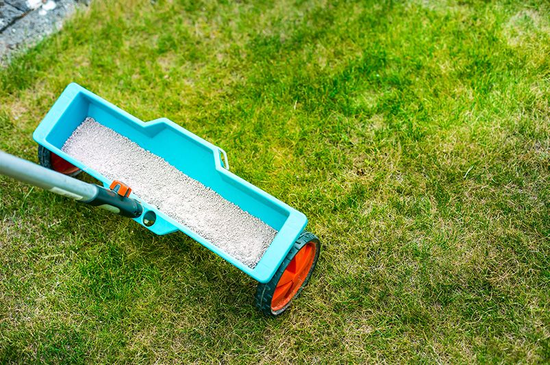 7 Essential Tips to Spruce Up Your Lawn This Winter - Shrubhub