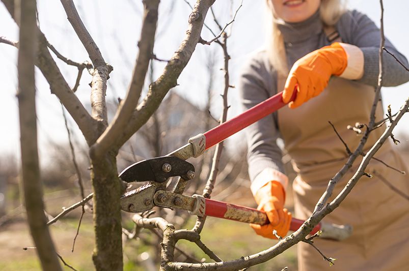 10 Benefits of Landscaping During Winter - Shrubhub