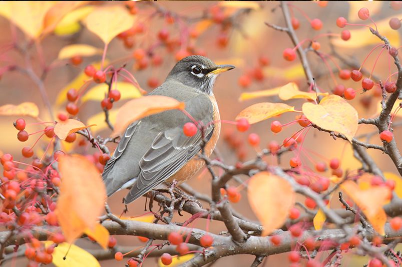 Transform Your Outdoor Space: Winter Landscaping Must-Haves - Shrubhub