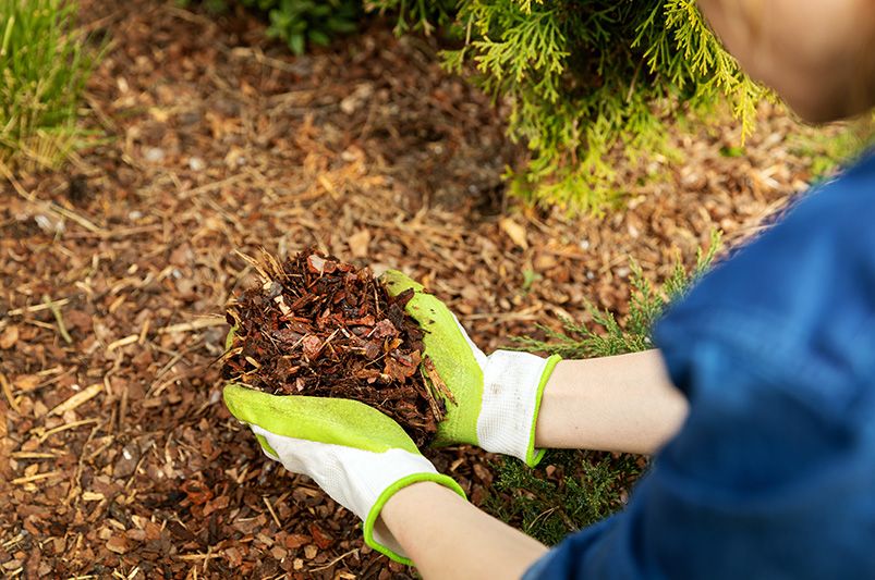 Fall Yard Checklist: Steps to a Beautiful Autumn Landscape - Shrubhub