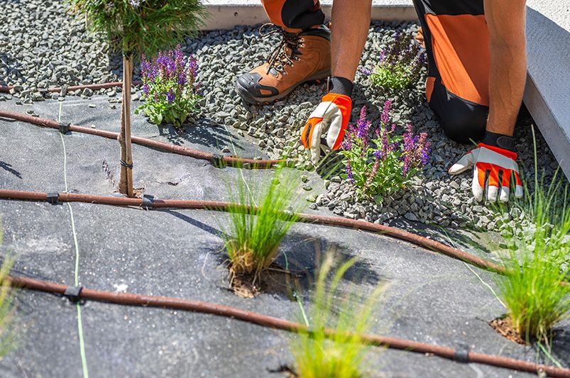 Avoid These Common Landscaping Mistakes for a Beautiful Yard - Shrubhub