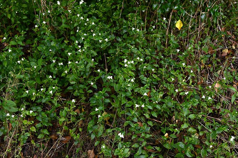 Avoid These Common Landscaping Mistakes for a Beautiful Yard - Shrubhub