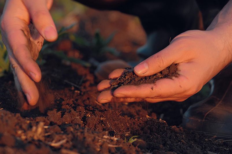 Avoid These Common Landscaping Mistakes for a Beautiful Yard - Shrubhub