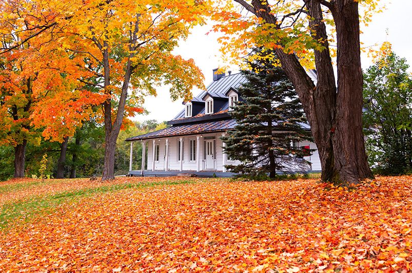 Fall Foliage Landscaping: Mastering the Art - Shrubhub