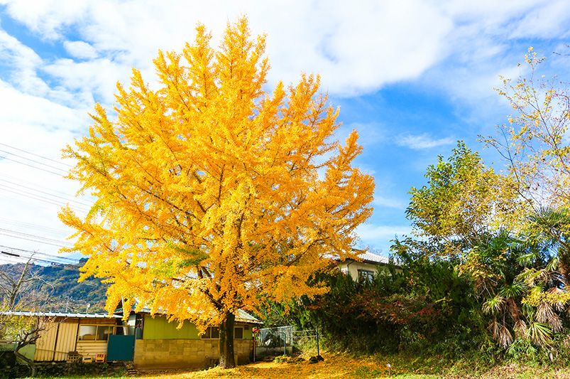 Fall Foliage Landscaping: Mastering the Art - Shrubhub