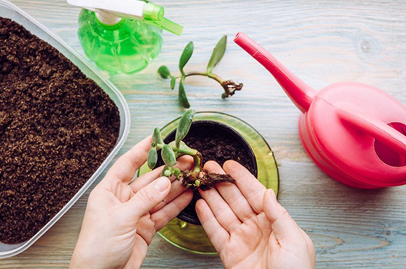 Budget-Friendly Gardening Hacks That Actually Work - Shrubhub