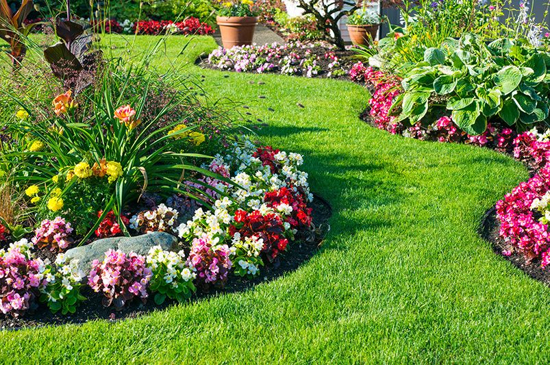 Annuals vs. Perennials: Your Guide to Year Round Blooms - Shrubhub