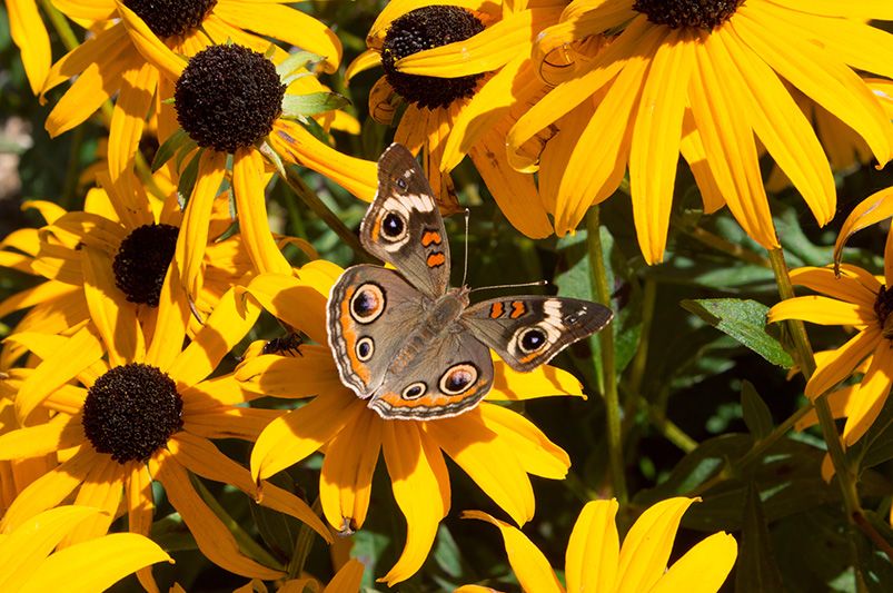 Annuals vs. Perennials: Your Guide to Year Round Blooms - Shrubhub