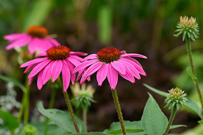 Annuals vs. Perennials: Your Guide to Year Round Blooms - Shrubhub