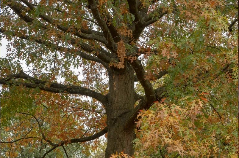 Transform Your Yard with Fall Tree Planting Tips - Shrubhub