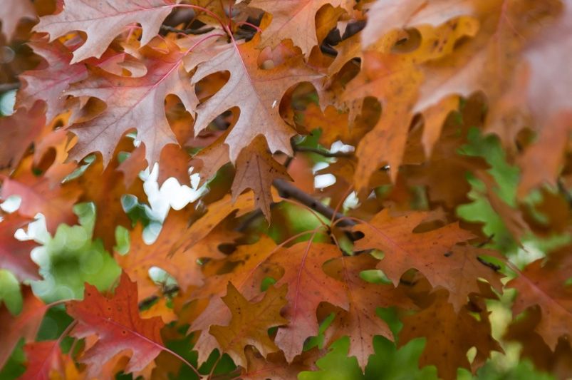 Transform Your Yard with Fall Tree Planting Tips - Shrubhub