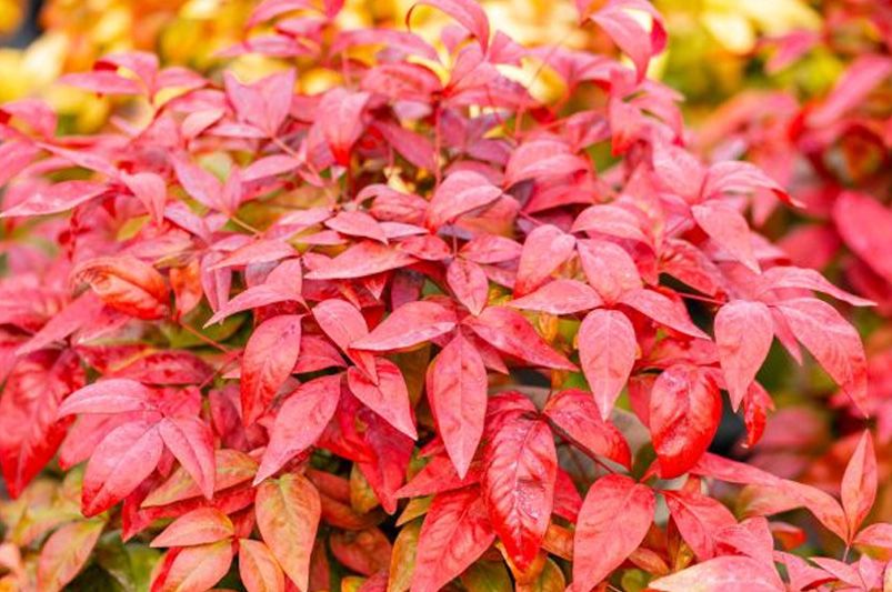 Fall Shrub Planting Guide: Tips for a Healthy Garden - Shrubhub