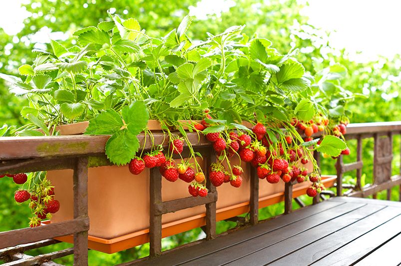 Master Container Gardening: Essential Tips for Success - Shrubhub