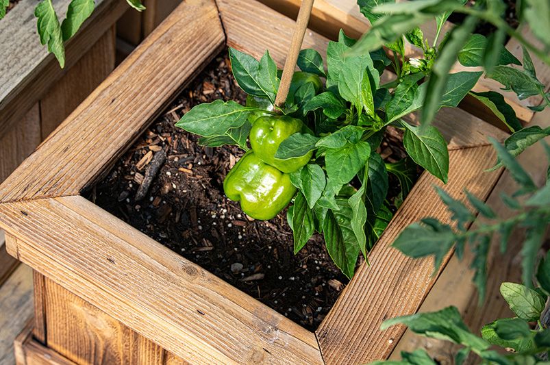 Master Container Gardening: Essential Tips for Success - Shrubhub