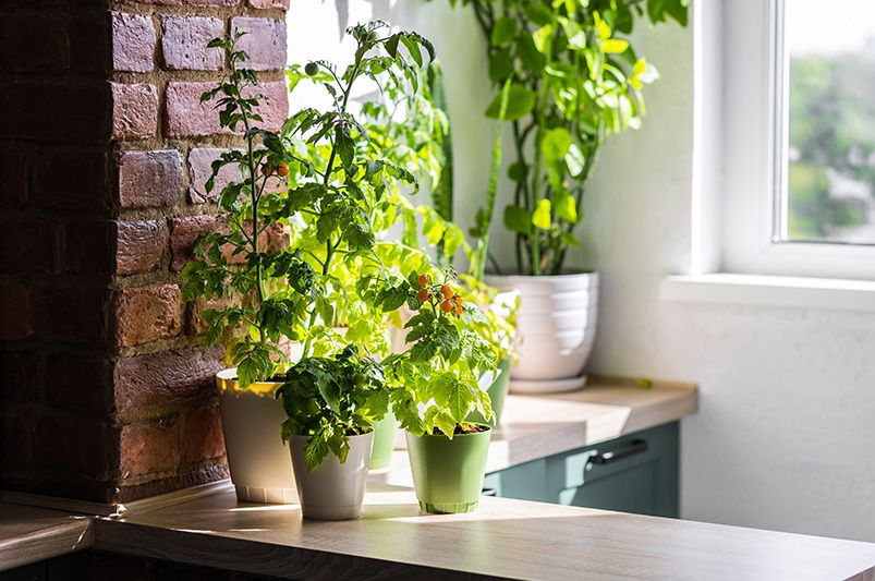 Master Container Gardening: Essential Tips for Success - Shrubhub