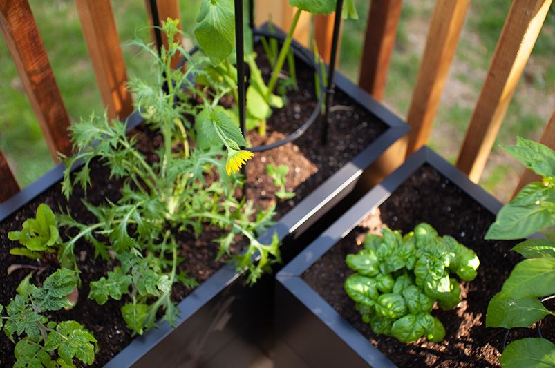 Master Container Gardening: Essential Tips for Success - Shrubhub